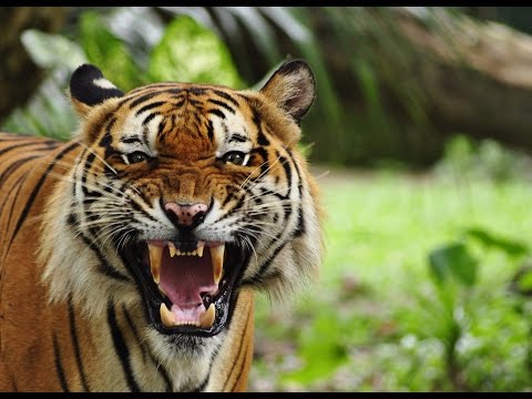 Youtube: [Doku HD] Xenius - Tiger - Sind sie noch zu retten