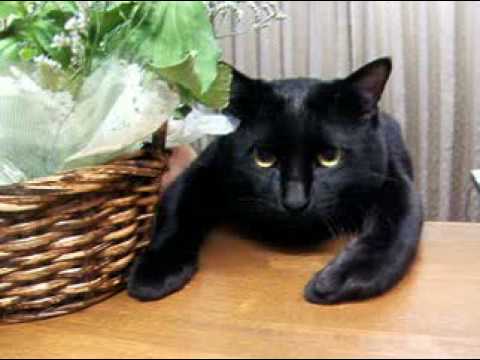 Youtube: HAPPY BIRTHDAY ! Dear my cat okuro^^