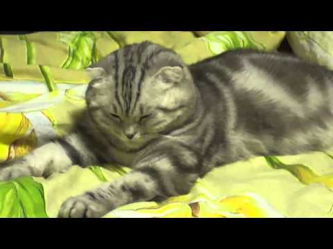 Youtube: Deadly Sleepy cat