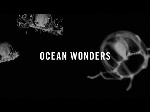 Youtube: Ocean Wonders: The Immortal Jellyfish