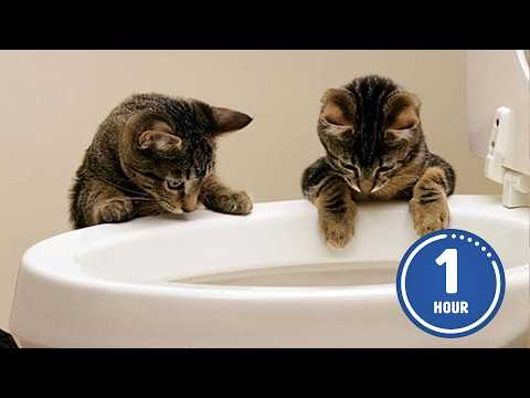 Youtube: These CATS are too FUNNY! 🤣 | New Cat Videos
