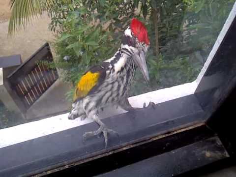 Youtube: Woodpecker gone mad!