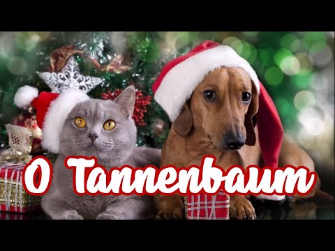 Youtube: O Tannenbaum - Hunde und Katzen singen/Dogs and Cats sing