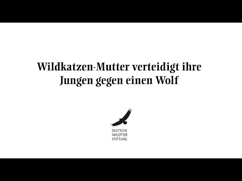 Youtube: Wildkatzen-Mutter verteidigt ihre Jungen gegen einen Wolf