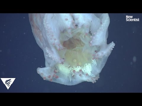 Youtube: Giant octopus wears jellyfish cape