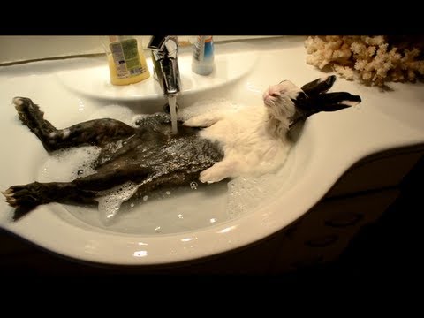 Youtube: Bunny takes a shower  [ORIGINAL VIDEO]