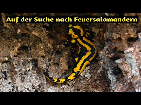 Youtube: Auf der Suche nach Feuersalamandern