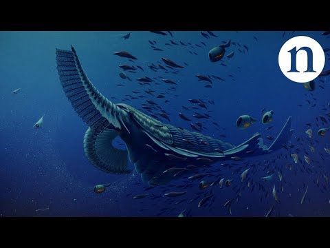 Youtube: Gentle giants of the Cambrian