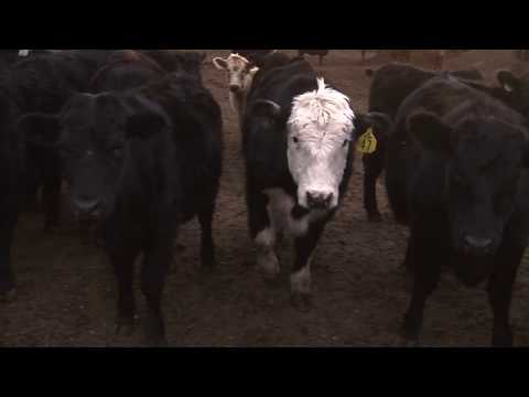 Youtube: Cows watching themselves on TV.  CowTube