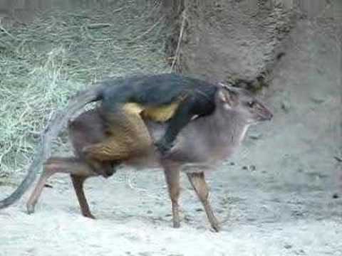 Youtube: Monkey Riding a Deer