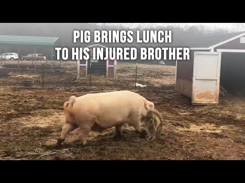 Youtube: Pig Brings Food to his Injured Brother