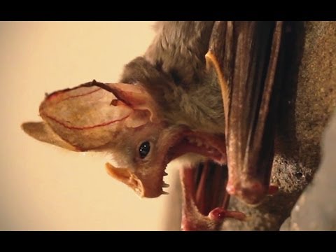 Youtube: Are You Afraid Of Bats?