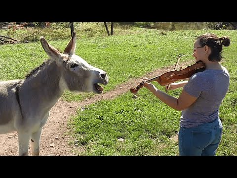 Youtube: Donkey Loves Sound of Violin
