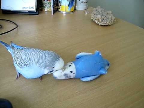 Youtube: Dieter the Budgie 9