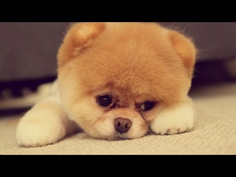 Youtube: Cute Puppies doing funny stuff 🐾