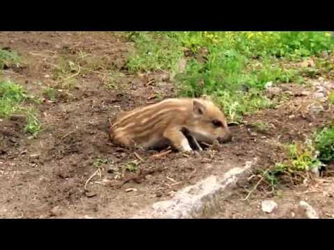 Youtube: #Umweltsau Wildschwein Schweini wild pig Teufelsberg Berlin Grunewald NSA Spy Station