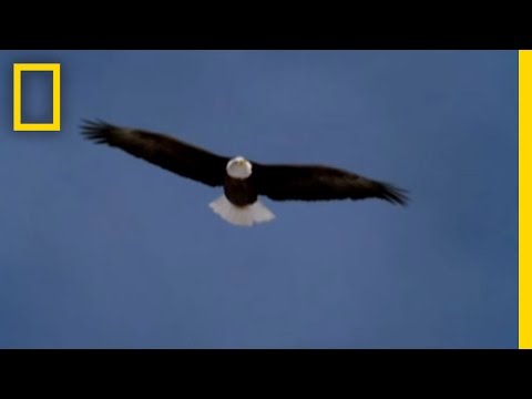 Youtube: Yellowstone Untouched | National Geographic