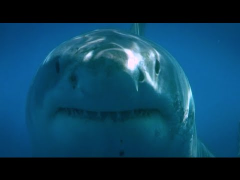 Youtube: Blue Water White Shark (Guadalupe 2008)