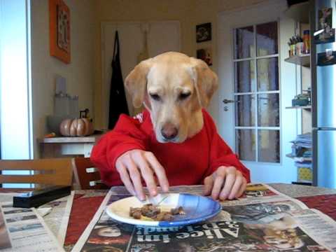 Youtube: Menschlicher Hund / human dog