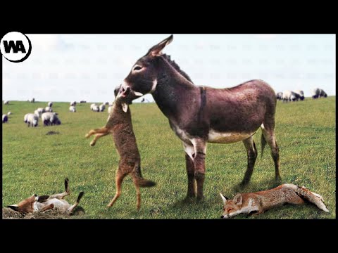 Youtube: This is Why Farmers Sell Their Weapons and Buy Donkeys