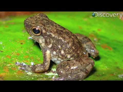 Youtube: New Amphibians Discovered