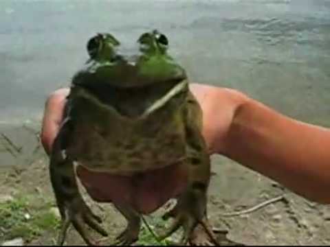 Youtube: Amazing: Frog screams out "Weed Poop" for all to hear