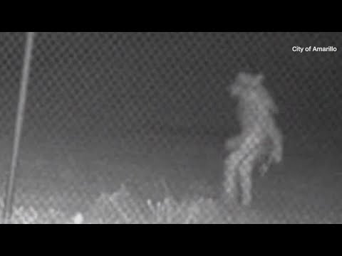 Youtube: Check This Out: Bizarre figure caught on Amarillo, Texas, Zoo's security camera
