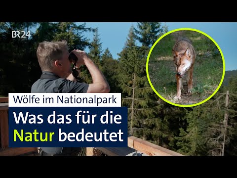 Youtube: Wölfe im Nationalpark: Natur gewinnt durch Raubtier-Rückkehr | Abendschau | BR24