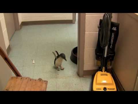 Youtube: Cookie the Little Penguin at the Cincinnati Zoo