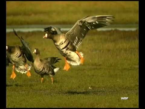 Youtube: WBF - Wie die Vögel fliegen (Trailer)
