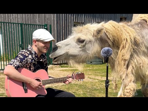 Youtube: Singing for Animals Compilation 🥹❤️🩹