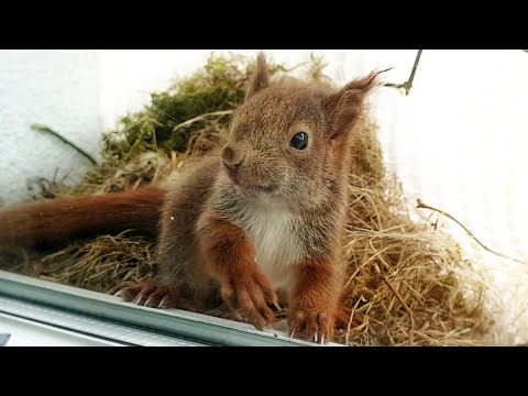 Youtube: Eichhörnchen-Familie als Untermieter (Semi-Doku)