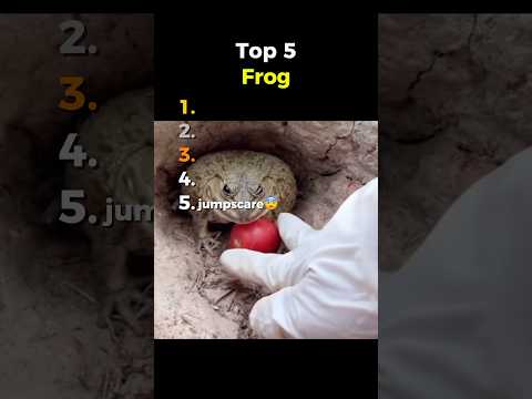 Youtube: Top 5 Frogs #memes #best