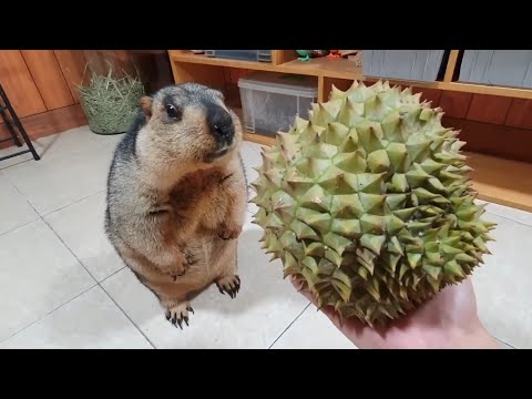 Youtube: marmot funny first experience durian
