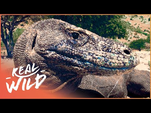 Youtube: The Mythical Endangered Komodo Dragon | 1000 Days For The Planet | Real Wild