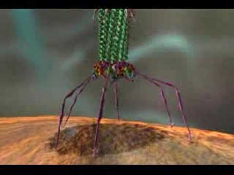 Youtube: T4 Virus infecting  a bacteria.