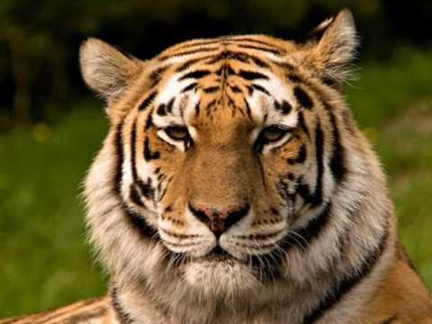 Youtube: Tangerine Dream - Tyger