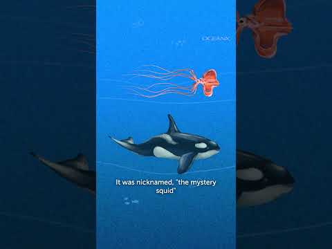 Youtube: Der tiefste Tintenfisch im Ozean: Der Großflossenkalmar