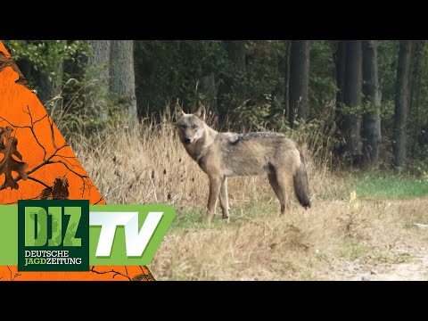 Youtube: Leben mit dem Wolf (1) – PareyGo Classics