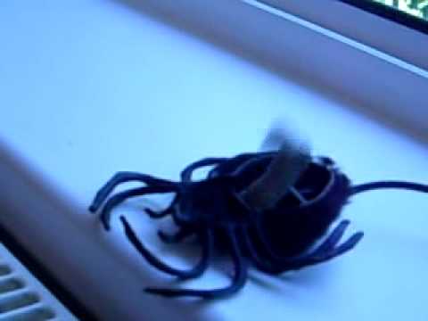 Youtube: crazy horny spider