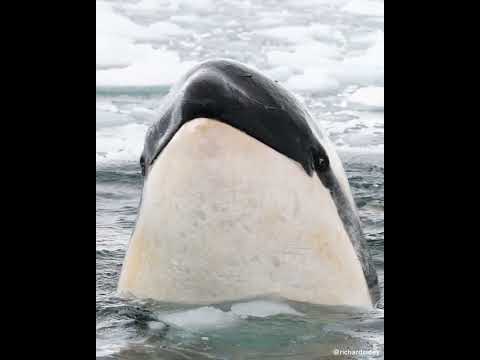 Youtube: Weddell Seal POV