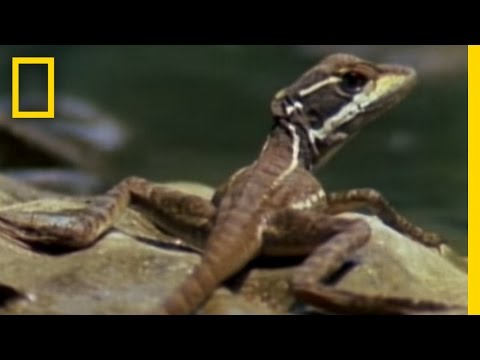 Youtube: Jesus Christ Lizard | National Geographic