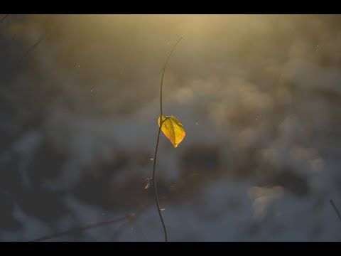 Youtube: Aimo Brookmann - #04 Schon okay (Schneckenhauseffekt Albumplayer)