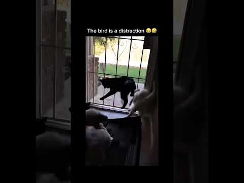 Youtube: Music & memes – the perfect combo! 🎶 🤣#petlover#funnypets #animalshumor