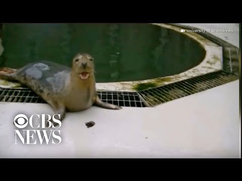 Youtube: Seals learn to sing "Star Wars" song and copy human sounds