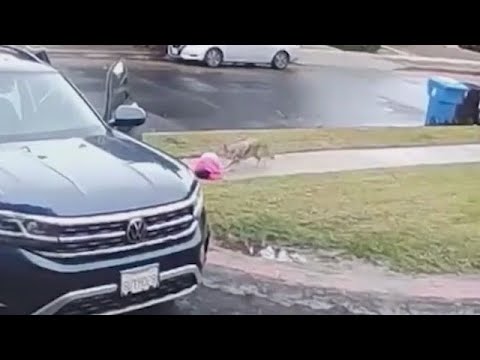 Youtube: Coyote attacks toddler, tries to drag her away in viral video