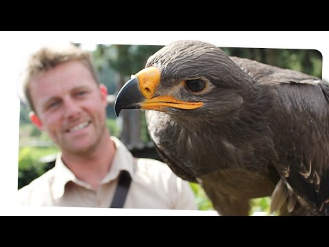 Youtube: Vom Schlüpfen bis zum ersten Flug