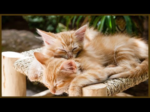 Youtube: 10 Stunden Katzen schnurren ruhige liebevolle Klänge zum Meditieren, Entspannen und Einschlafen