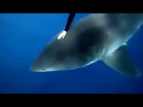 Youtube: Frau schwimmt mit großen weißen Hai