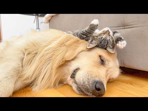 Youtube: Tiny Kitten Thinks His Golden Retriever Is The Best Bed In The World [CUTEST VIDEO EVER]